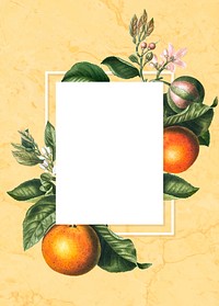 Blank tropical orange card vector