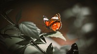 Orange butterfly desktop wallpaper, closeup shot