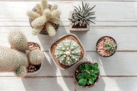 Cactus on white wooden table, aerial view