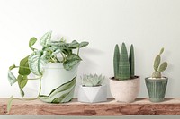 Cute small houseplants on wooden shelf