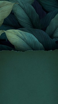 Green leaf iPhone wallpaper, natural background