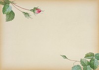 Double moss rose on beige background illustration