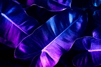 Neon tropical anthurium leaves poster