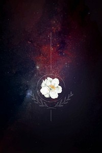Musk rose on a galaxy background vector