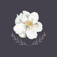 Blooming white rosehip flower vector
