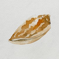 Watercolor painted seashell on white canvas template