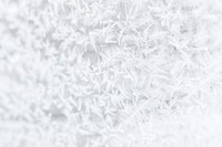 Frosty white tree branches background