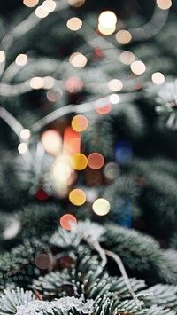 Closeup of spruce covered with snow