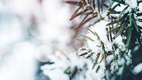 Closeup of spruce covered with snow