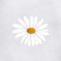 Hand drawn white flower vector