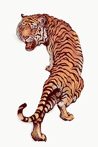 Hand drawn roaring tiger illustration on an off white background