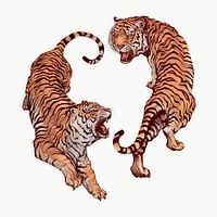 Hand drawn roaring tiger illustrations on an off white background