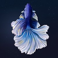 Indigo betta fish on a midnight blue background