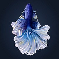 Indigo betta fish on a midnight blue background vector