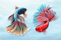 Colorful betta fishes on a sky blue background