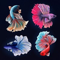 Beautiful betta fish collection design resource