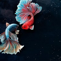 Betta fishes on a  blue background design resource