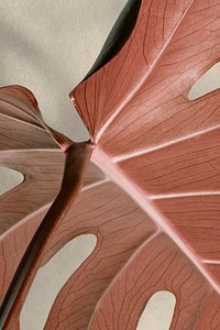 Copper monstera leaf design resource