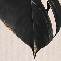 Tropcial monstera leaf design resource 