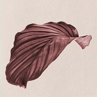 Copper Calathea Orbifolia leaf design resource