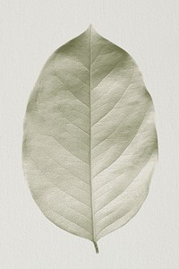 Closeup of leaf textture design resource