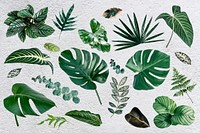 Gren tropical leaf design element set vector