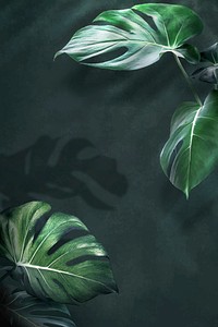 Green monstera leaves background design resource vector