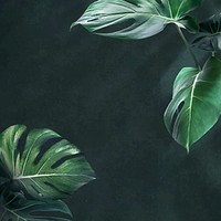 Green monstera leaves background design resource vector vector