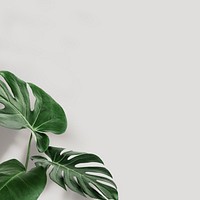 Green monstera leaves with copy space 