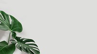 Green monstera leaves with copy space vector