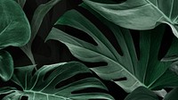 Leaf desktop wallpaper, green Monstera computer background 