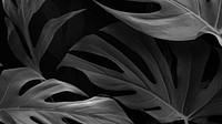 Black Monstera Deliciosa leaves design resource
