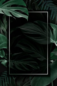 Rectangle frame with green monstera leaves background vector
