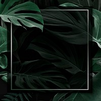 Square frame with green monstera leaves background vector