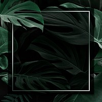 Square frame with green monstera leaves background