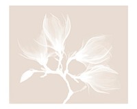 Vintage magnolia branch with four flowers wall art print and poster design remix from original artwork.
