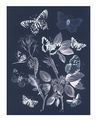 Vintage butterflies and moths illustration wall art print and poster design remix from original artwork. 