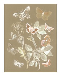 Vintage butterflies and moths illustration wall art print and poster design remix from original artwork.