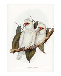 Long-billed cockatoo vintage illustration wall art print and poster design remix from original artwork.
