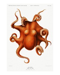 Orange octopus vintage illustration wall art print and poster design remix from original artwork.