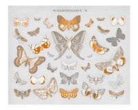 Vintage butterfly and moth illustration wall art print and poster. Remix from original artwork.