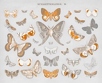 Vintage butterfly and moth lithograph, remix from original artwork