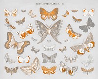 Vintage butterfly and moth lithograph vector, remix from original artwork