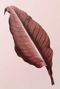 Botany Canna leaf vintage illustration vector, remix from original artwork.