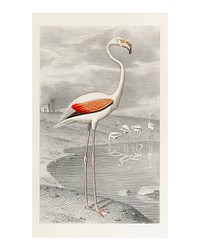 White flamingo in its natural habitat vintage illustration wall art print and poster design remix from original artwork.