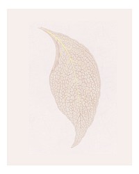 Adelaster Albivenis, engraved leaf illustration wall art print and poster design remix from original artwork of Benjamin Fawectt