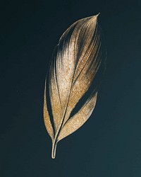 Dracaena Recina, succulent tropical leaf vintage vector, remix from original artwork of Benjamin Fawcett.