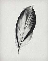 Dracaena Recina, succulent tropical leaf vintage illustration, remix from original artwork of Benjamin Fawcett.