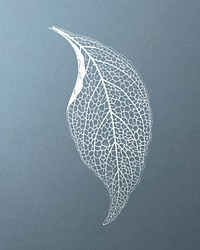 Beautiful engraved Adelaster Albivenis leaf vintage vector, remix from original artwork of Benjamin Fawectt