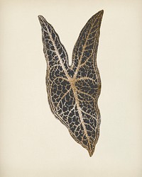 Caladium Belleymel, engraved Heart of Jesus leaf vintage illustration, remix from original artwork of Benjamin Fawcett. 